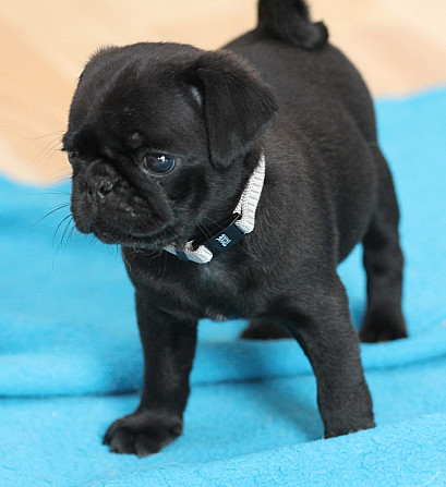 Pug Puppies Hamburg - изображение 1