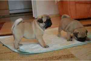 Pug Puppies Schwerin