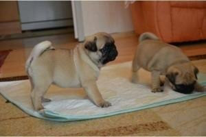 Pug Puppies Schwerin - photo 1