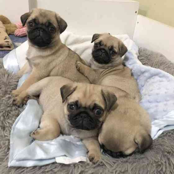 Pug Puppies Munich