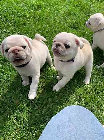 Pug Puppies Potsdam