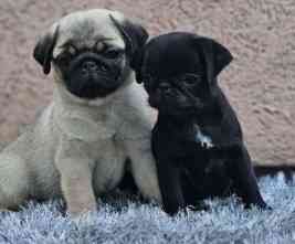 Pug Puppies Mainz