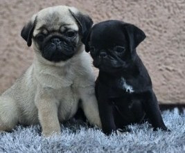 Pug Puppies Mainz - photo 1