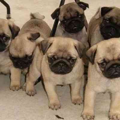 Pug puppies Magdeburg