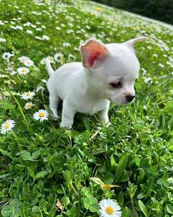 Chihuahua Puppies Stuttgart