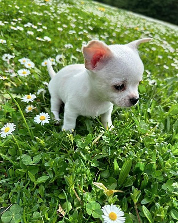 Chihuahua Puppies Stuttgart - photo 2