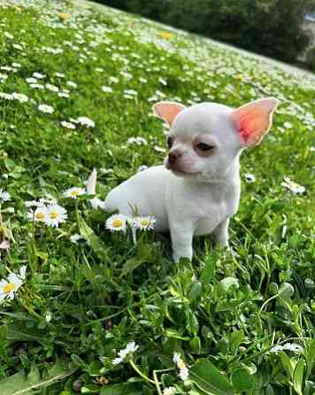 Chihuahua puppies Гамбург