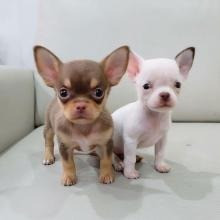 Chihuahua puppies Potsdam - photo 1