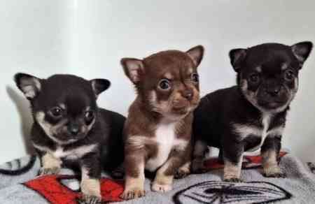 Chihuahua Puppies Вісбаден