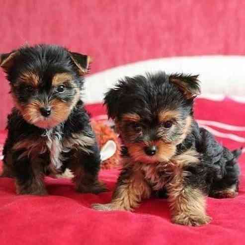 Yorkie Puppies Hamburg