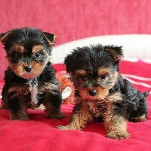 Yorkie Puppies Гамбург - изображение 1