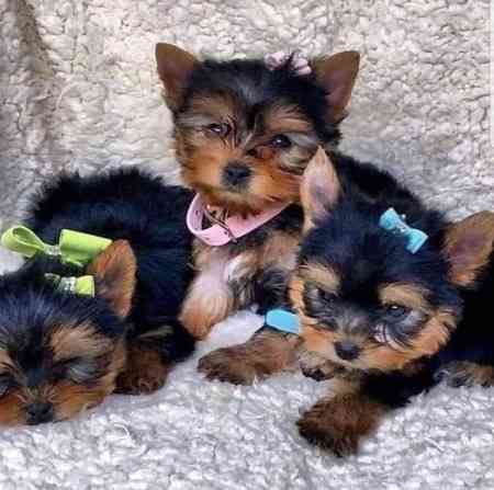 Yorkie Puppies Шверин