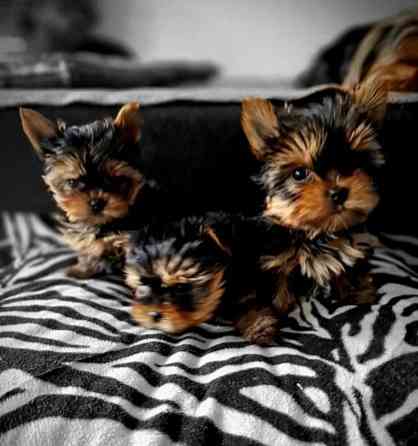 Yorkie Puppies Stuttgart