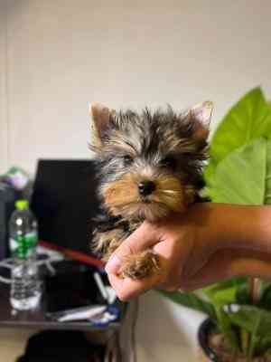 Yorkie Puppies Берлин