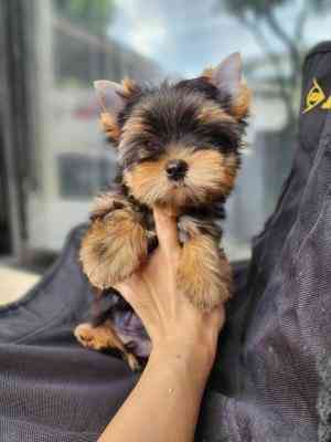 Yorkie Puppies Bremen