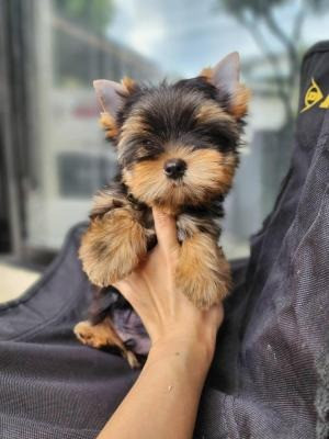 Yorkie Puppies Bremen - photo 1