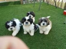 Shih Tzu puppies Stuttgart - photo 1