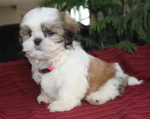 Shih Tzu Puppies Saarbruecken