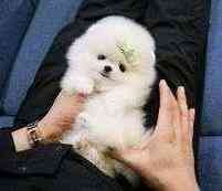 Pomeranian puppies Erfurt