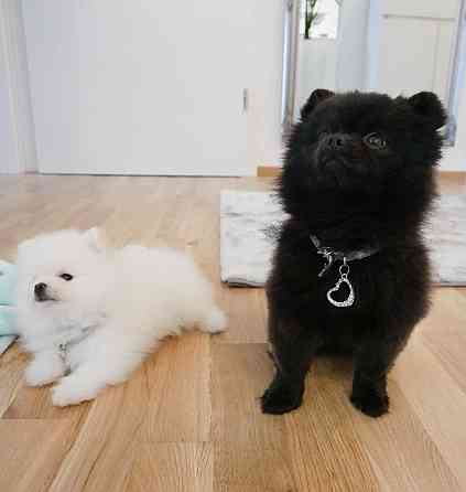 Pomeranian puppies Stuttgart