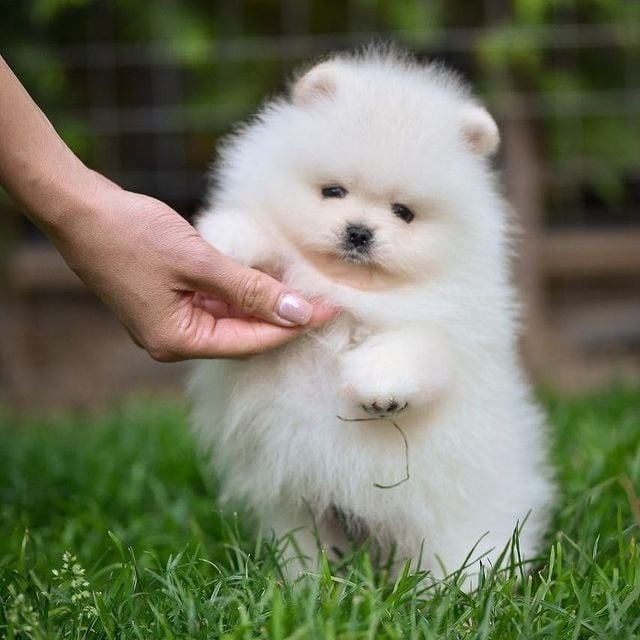 Pomeranian Puppies Потсдам - изображение 1