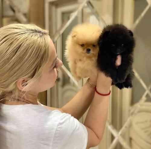 Pomeranian puppies Wiesbaden