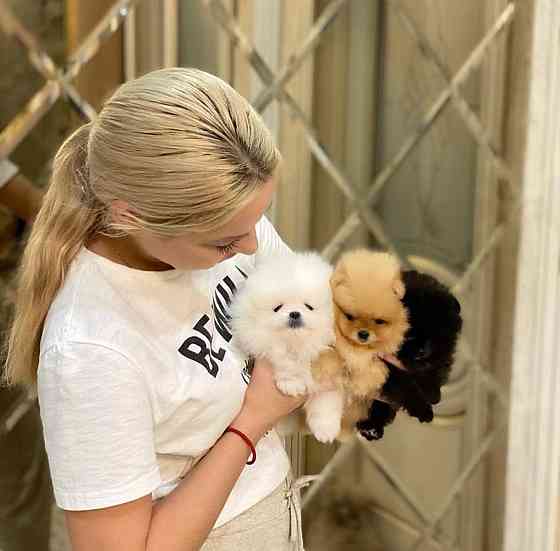 Pomeranian puppies Вісбаден