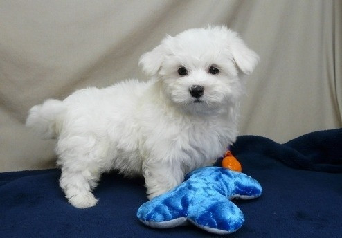 Maltese Puppies Hamburg - photo 1