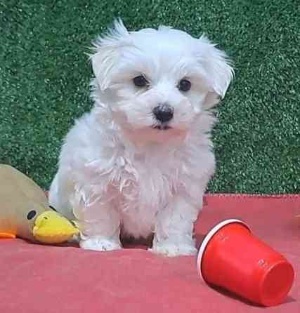 Maltese Puppies Шверин