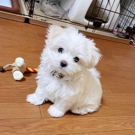 Maltese Puppies Эрфурт