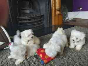 Maltese Puppies Ерфурт