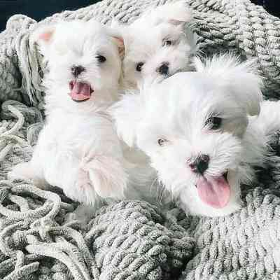 Maltese Puppies Munich