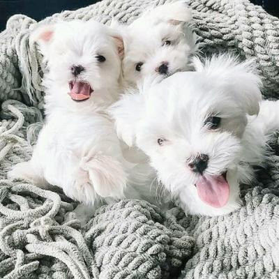 Maltese Puppies Мюнхен - изображение 1