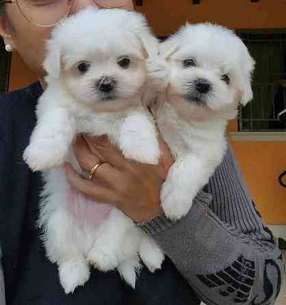 Maltese Puppeis Stuttgart