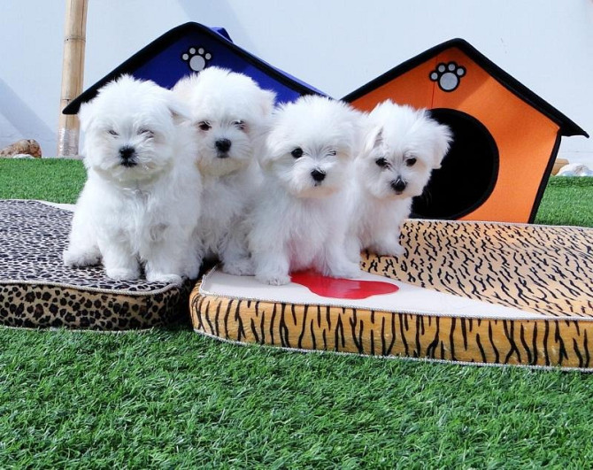 Maltese Puppies Potsdam - photo 1