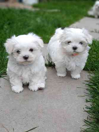 maltese puppies Вісбаден