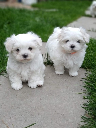 maltese puppies Wiesbaden - photo 1