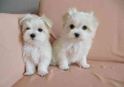 maltese puppies Wiesbaden