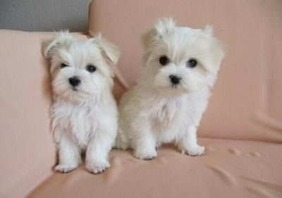 maltese puppies Wiesbaden - photo 1