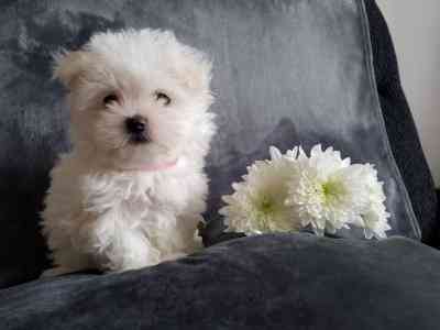 maltese puppies Ганновер