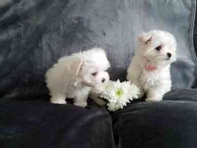 maltese puppies Hannover