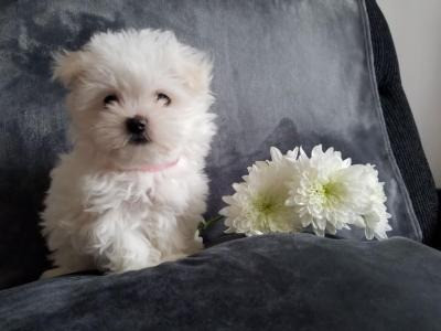 maltese puppies Hannover - photo 2