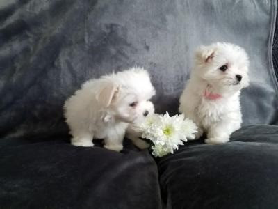 maltese puppies Hannover - photo 1