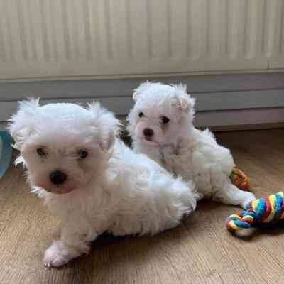 Maltese Puppies Mainz