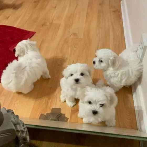 Maltese Puppies Magdeburg