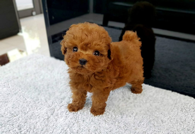 Toy Poodle Puppies Шверин - изображение 1