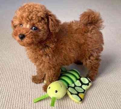 Toy Poodle Puppies Dresden