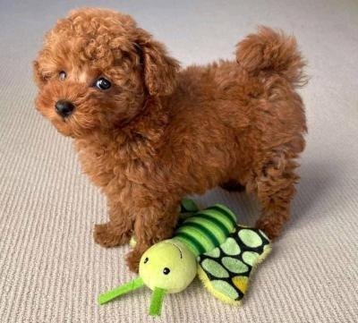 Toy Poodle Puppies Dresden - photo 1