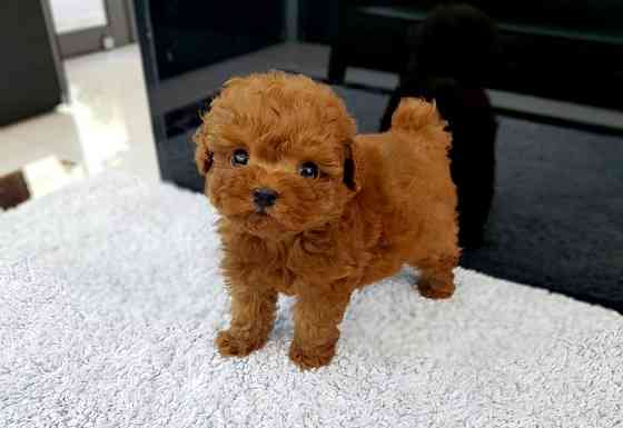 Toy Poodle Puppies Munich