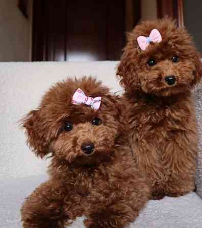 Toy Poodle Puppies Штутгарт